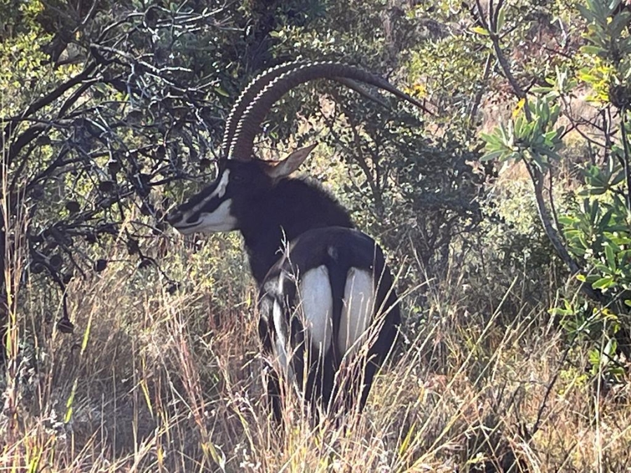 Commercial Property for Sale in Swartruggens North West